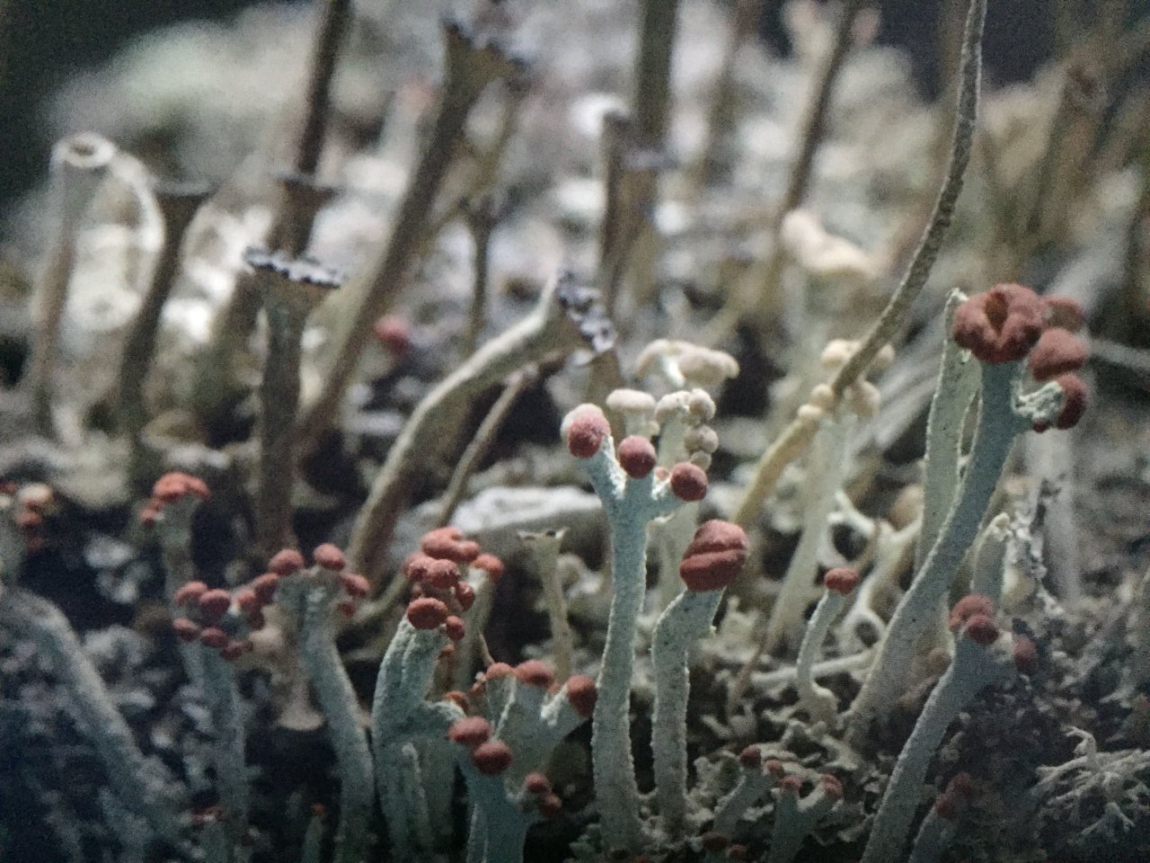 Lichen